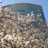 有楽町の桜