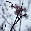 E-M10をもって靖国神社～皇居