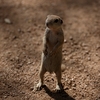 フェニックスのマルオジリス(Round-tailed Ground Squirrel)