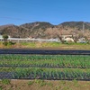 野菜畑除草＆シート張り