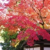 【京都】山頂に佇むカフェ茂庵と南禅寺の紅葉