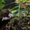 ウチョウランに蜂