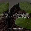 2414食目「オクラが急成長！」ベランダ農園2024夏その4