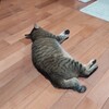 猫が落ちてる季節