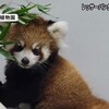 一般公開が待ち遠しいレッサーパンダの赤ちゃん