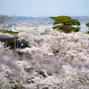 桜越しの多島美｜西行戻しの松公園（宮城県松島町）