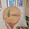 青森からヒバの生輪切り、届きました