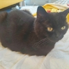 愛猫ちゃんたちと予定外の出費
