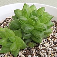 株分けとは 動植物の人気 最新記事を集めました はてな