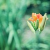７月１１日