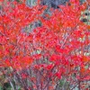 登山道脇のドウダンツツジ一段と赤くなりました ・・・