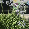 Agapanthus