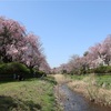 多摩川桜百景　－51. 野川沿いの紅枝垂れ桜－