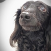 こな　保護犬　1年前の出会いを振り返る