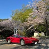 さくら、舞う春　～桜と愛車のコラボは時間との戦い～