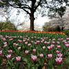 チューリップと桜