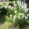 夏の花のご紹介です・・・