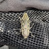 【保存版】生き物図鑑190. ウバタマムシ