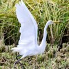 飛び立つチュウダイサギ