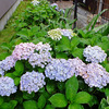 久しぶり…　〜アパート花壇〜