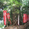 塩船観音寺_3巨樹(東京都青梅市)