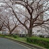 満開の桜が配達エリアのあっちこっちに咲くなか、