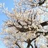 備蓄米の放出、そのうち白米はご馳走になるのかな