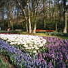 ９６年　オランダ キューケンホフ公園チューリップの花