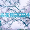 【ぬい撮り】お花見2024
