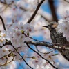 望遠レンズと、今更鳥に思うこと