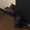 【弐寺＋猫】ゲーセン成果と猫のおもちゃ