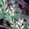 (215) Artemisia indica var. maximowiczii