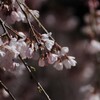 　お花見