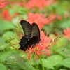 🦋小石川植物園で昆虫を撮影しました