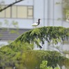 労働公園の野鳥を紹介（２０２０　０５０５）