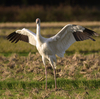 ツルの国に鳥を見に行った日記（２０２３　１２２３～２４）その２５。最終回。