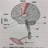 鍼灸の授業記録~20191130~