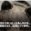 【全国的に頻発するクマ被害について……3／9－12　札幌市南区で子グマ目撃　2023年初】＃363