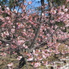 河津桜咲く季節