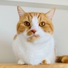 愛猫のアクキーを作りたい。