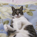 富貴蘭　まほろばいお　
