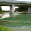 東ノ谷池（静岡県浜北）