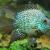 【生き物】わが家の扶養家族たち。