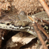 ニホンカナヘビ　ほか　8月19日