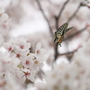 4/7/2024・桜にアゲハ 