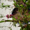 レモンの花芽が沢山つきました