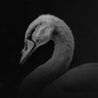 Webデザイン系アンテナ