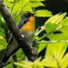 🦜野鳥の回【168】やっと見つけた黄色い夏鳥🆕99種類目「キビタキ」