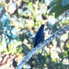 ムジアオカケス Unicolored Jay