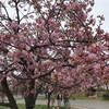 #河津桜咲き出しました